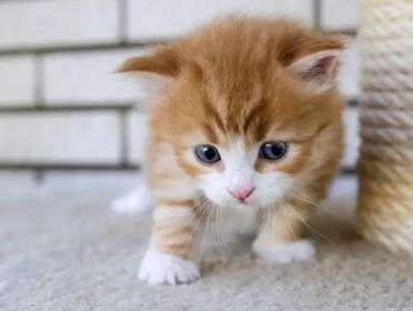 常見(jiàn)的導(dǎo)致貓咪流眼淚的原因。